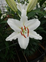 [5287 Ice Dreamer 2N No01.JPG]